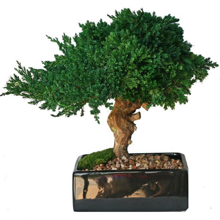 Forever Green Art - Wholesale Artificial Plant - Preserved Monterey Bonsai - Single