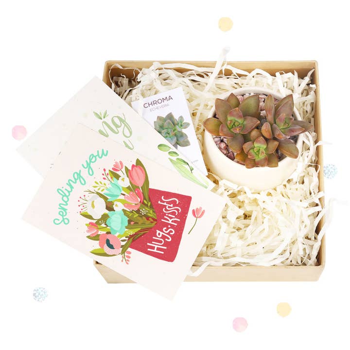 Best Plant Friend - Wholesale Gift Box - Valentine Gift Box - 1 Succulent - Gift Boxes Ideas For Her