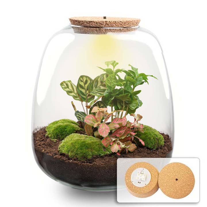 Terrarium végétal « Emma » – Kit avec couvercle en liège LED – Ø23cm ↕25cm – Jardin en bouteille DIY avec Coffea Red, Calathea & Fittonia – Mini-écosystème autonome en verre pour la vente par Oasis of Life