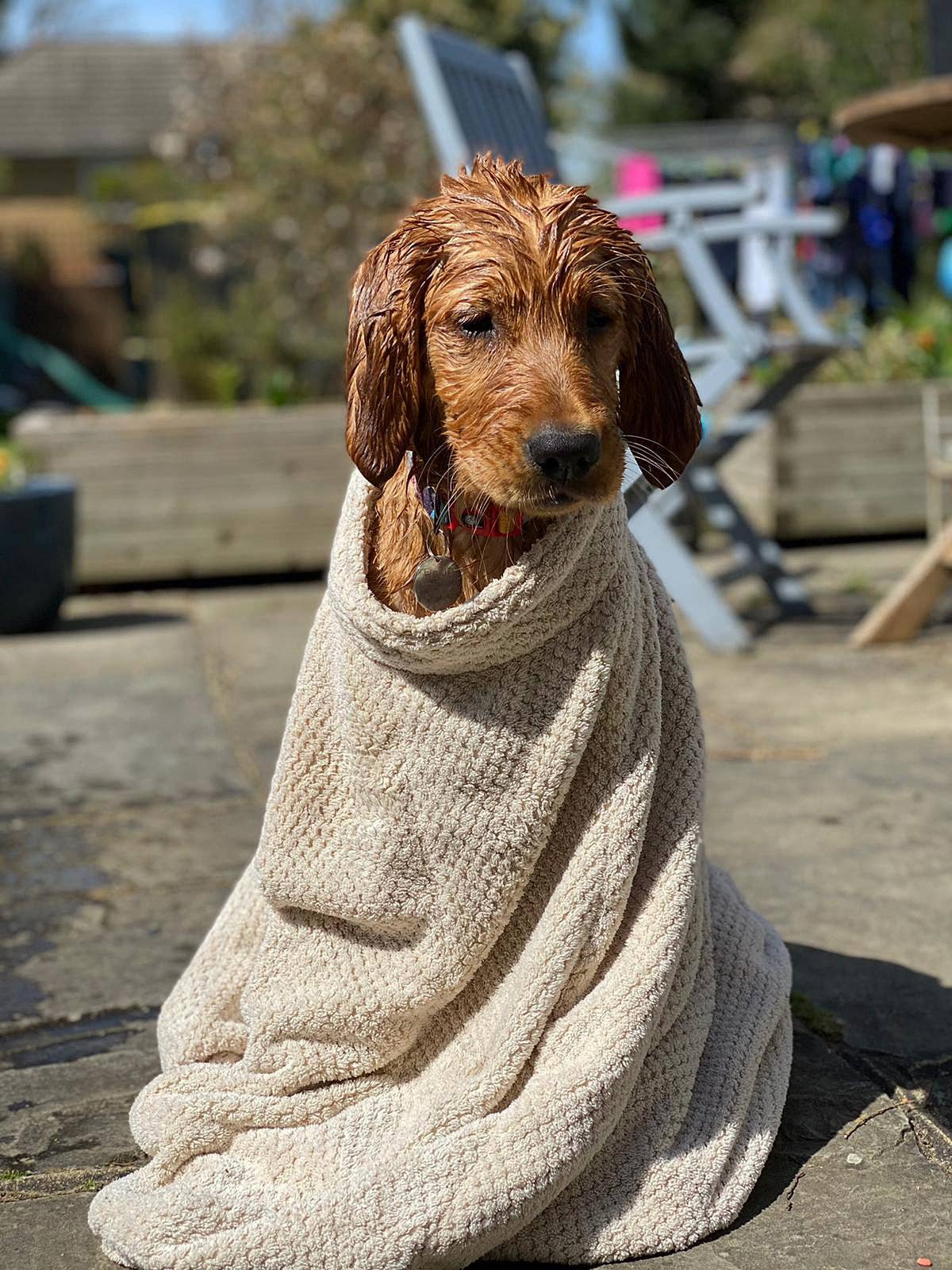 Pet Wiz – Engroshandel Håndklæde til kæledyr - Hund – Premium mikrofiber tørrepose til hunde21