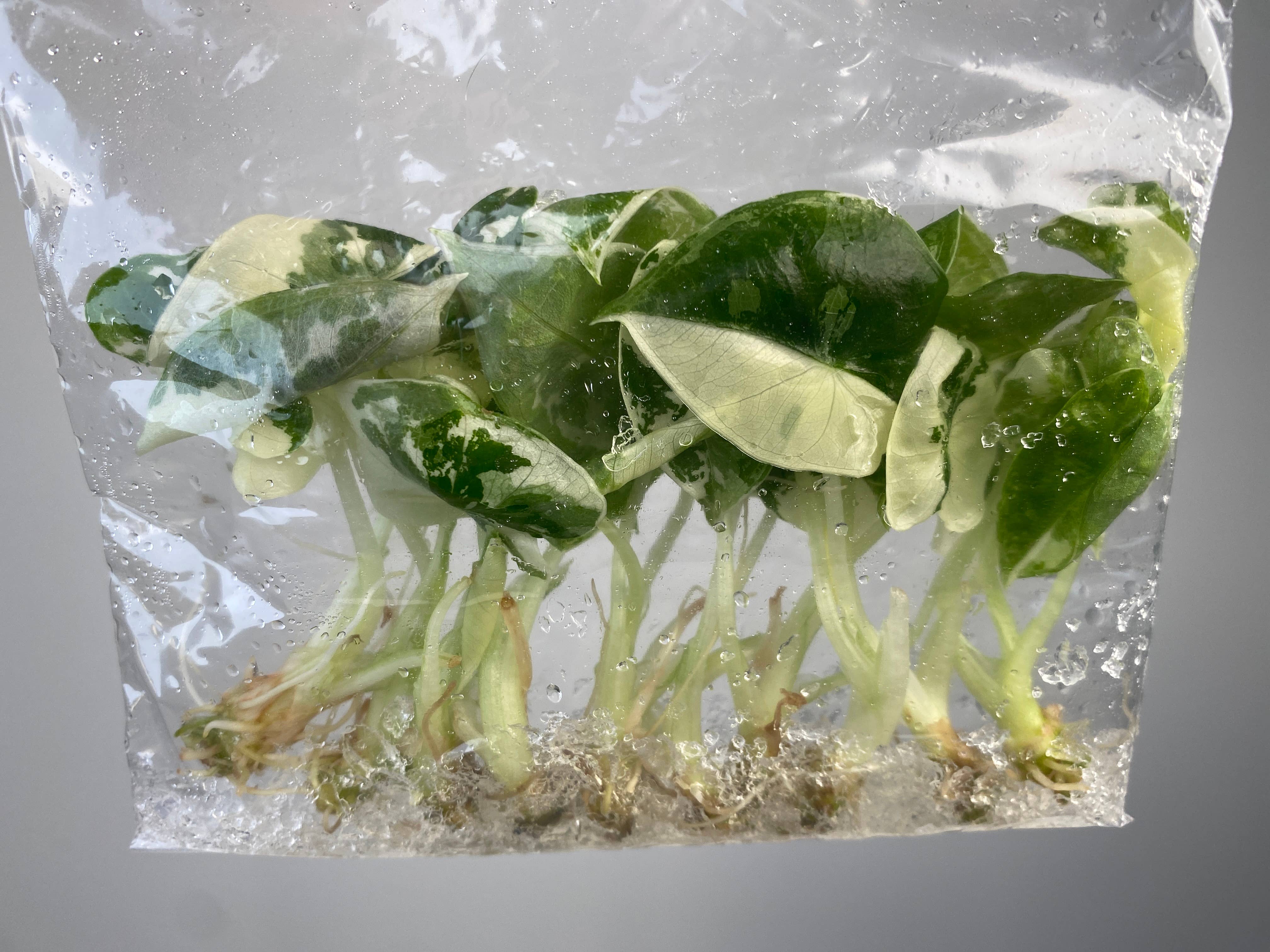 OrchidBox - Wholesale Live Plant - Alocasia "Frydek" variegated TC Plantlet | Rare Houseplant1