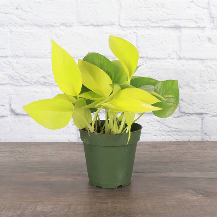 Thorsen's Greenhouse - Wholesale Live Plant - Neon Pothos Plant - Live Plant