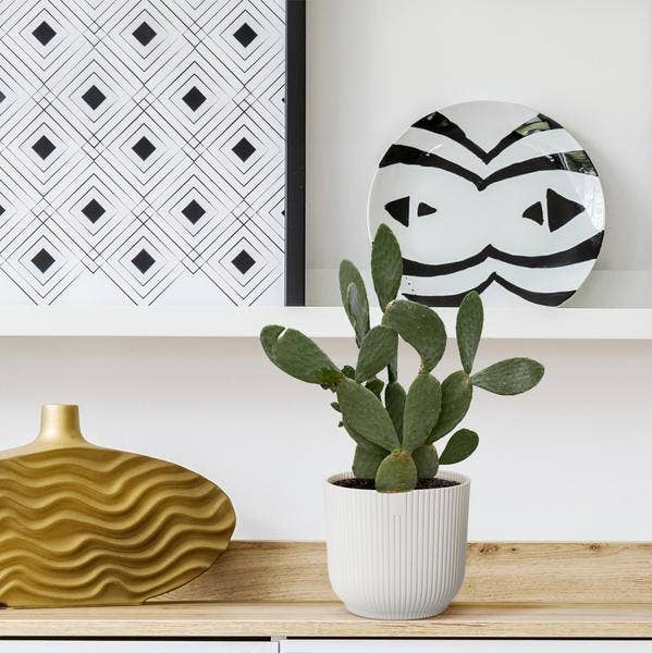 Oasis of Life - Wholesale Succulent - Opuntia Ficus Indica – Prickly Pear Cactus – Large Indoor & Garden Plant – ↕140cm – Ø50cm – Low-Maintenance Cactus with Yellow Flowers – Succulent for Sunny Locations3