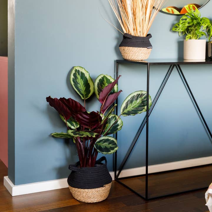 The Little Botanical – wholesale Live plant – Calathea Mix13