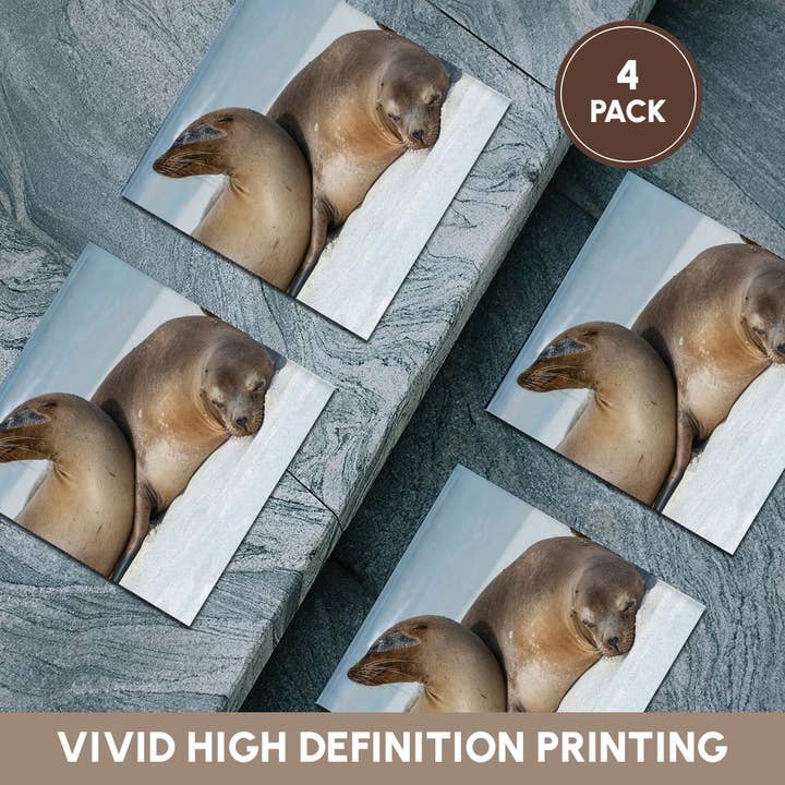 3dRose - Wholesale Coasters - 3dRose, These sea lions cuddle at Gardner Bay, Espanola Island., Coaster5