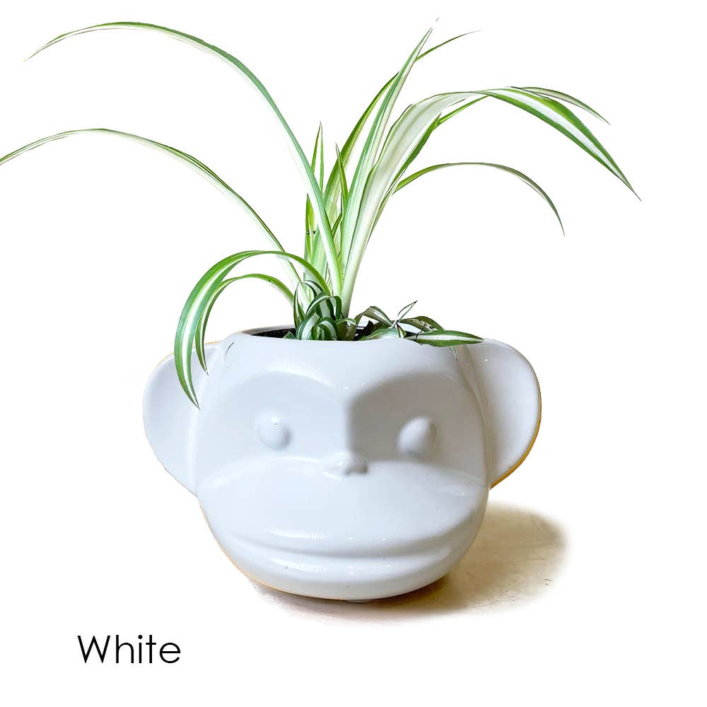 Chive - Wholesale Plant Pot - Funky Monkey Succulent Pot For Plants Cactus Pot 5 Inch4