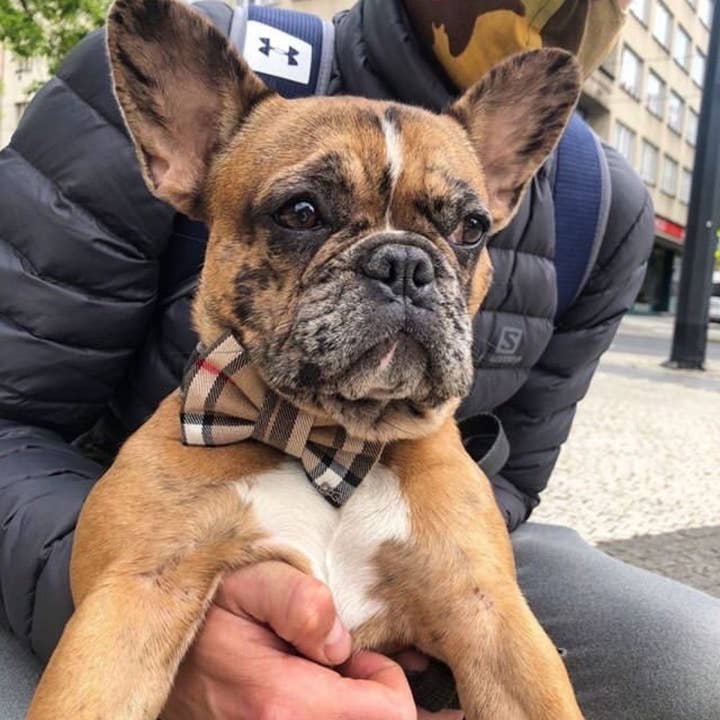 FUNKY DOG – Großhandel Fliege für Haustiere – Hund – Hundehalsband mit Fliege im Burberry-Stil, braunes Karo, für kleine & große Hunde