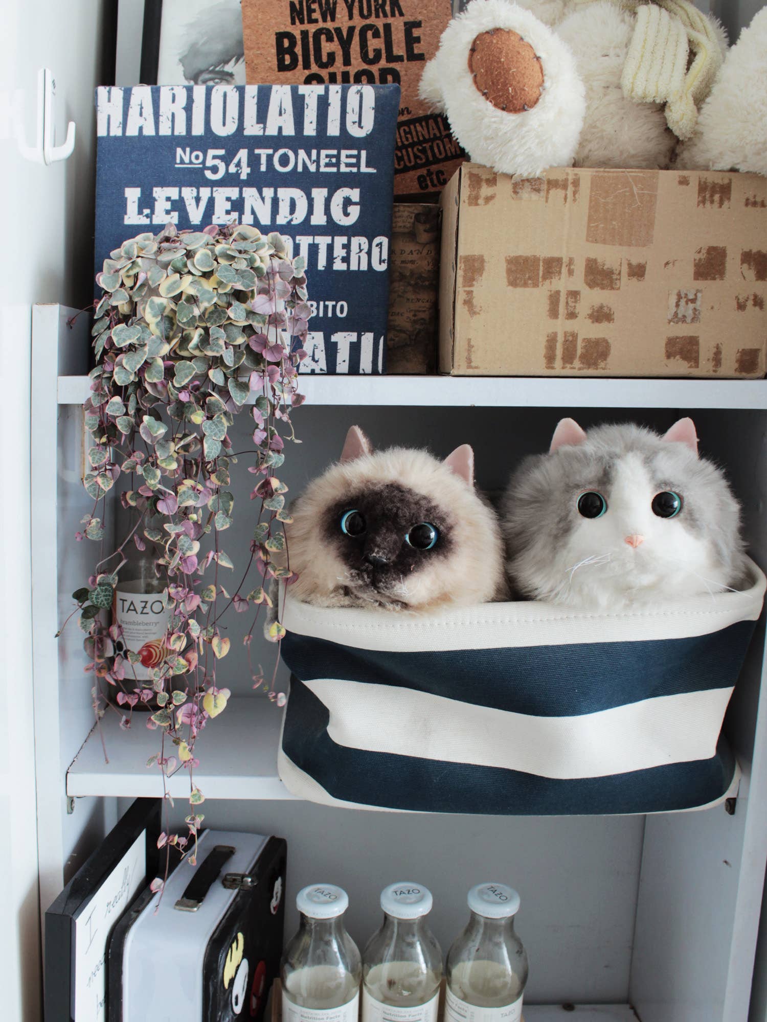 Best Plant Friend - Vente Succulentes - Chaîne de cœurs panachée - Plante succulente en pot de 4/6 pouces11