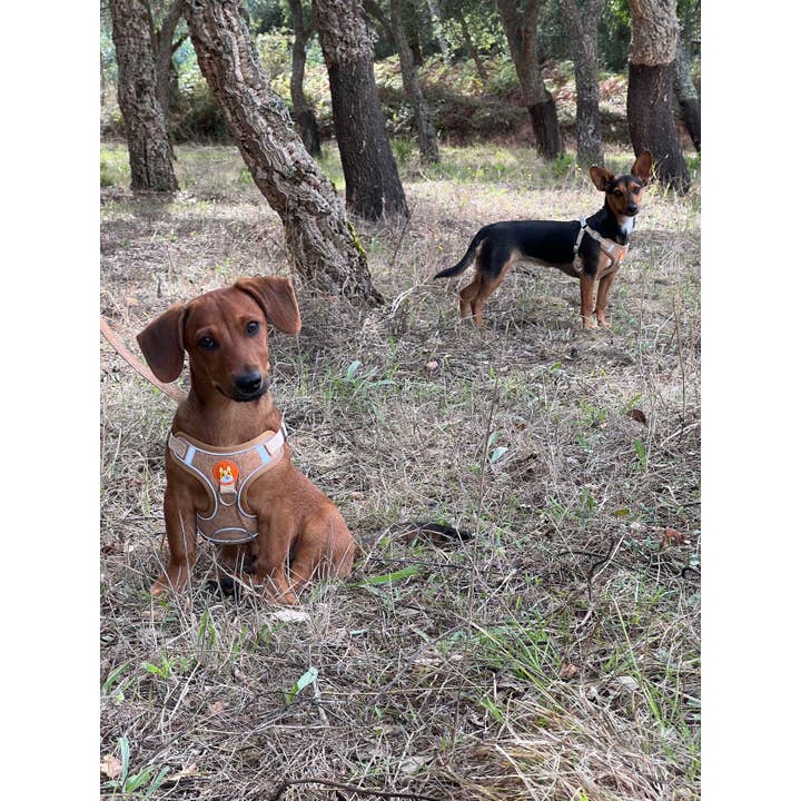 Meninas Bonitas Cork - Vendita all'ingrosso Pettorina - Cani - Set pettorina e guinzaglio in sughero per cani di piccola taglia - Comodo gilet