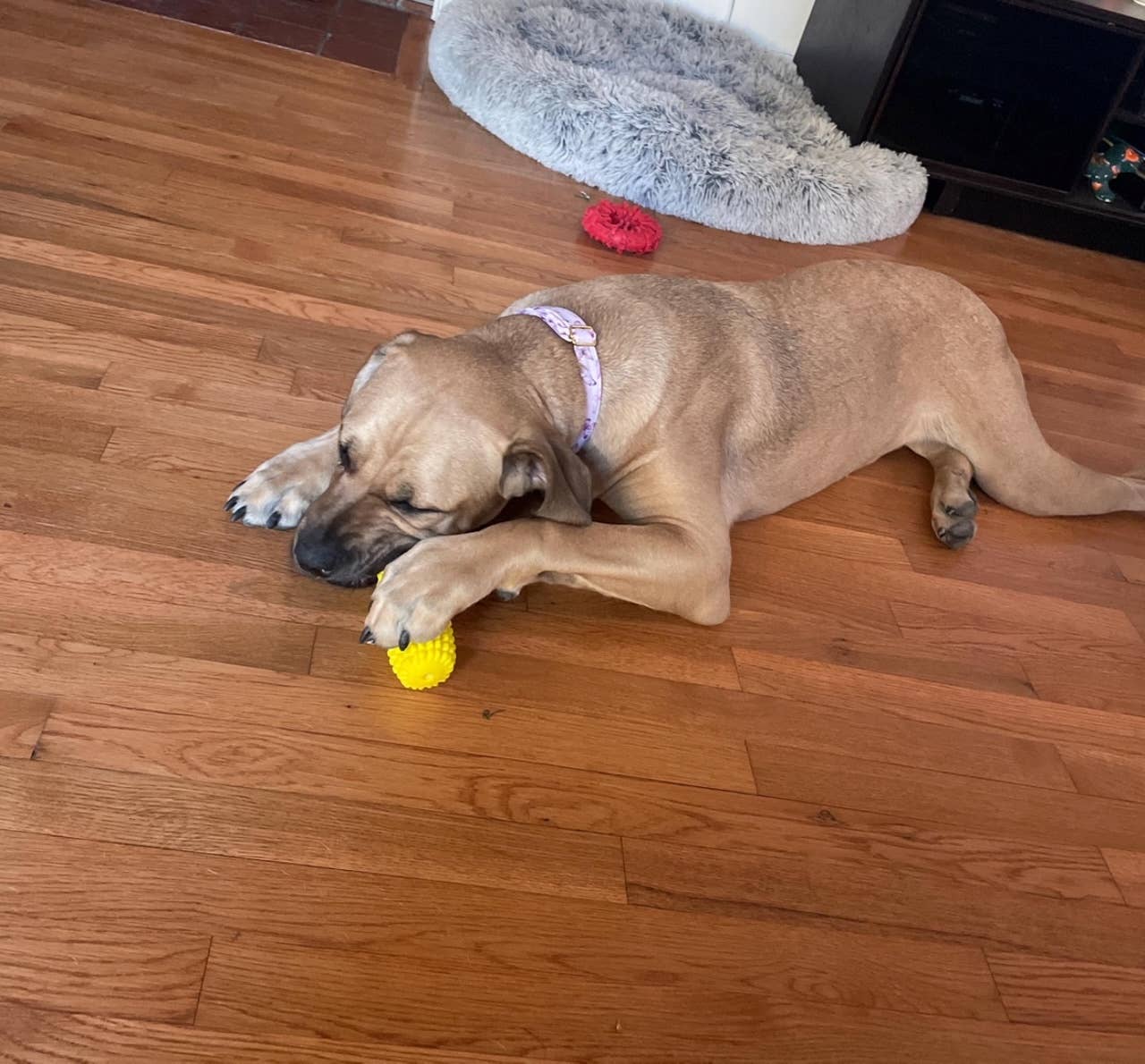 Green Waves Co. - Wholesale Pet Chew Toy - Dog - Corn-Shaped Dental Chew Toy16