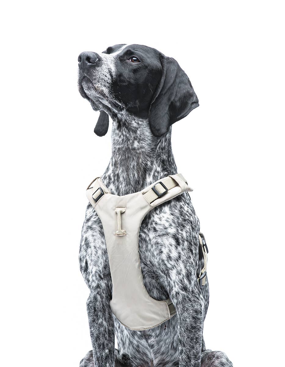 United Pets - Vente Laisse – chien - Harnais rembourré doux pour chien14