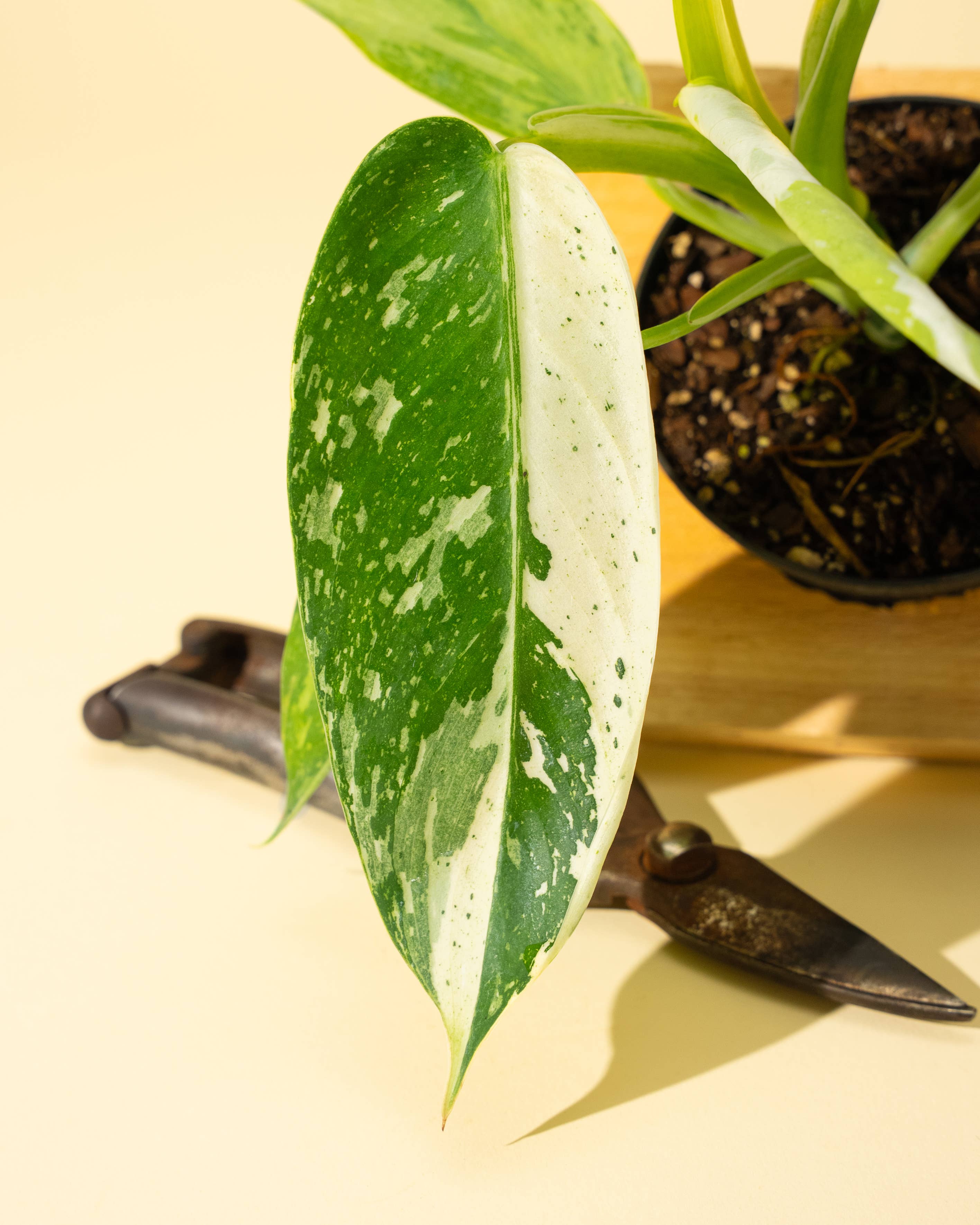BWH Plant Co - Wholesale Live Plant - 4" Philodendron 'Jose Buono Fiesta'7