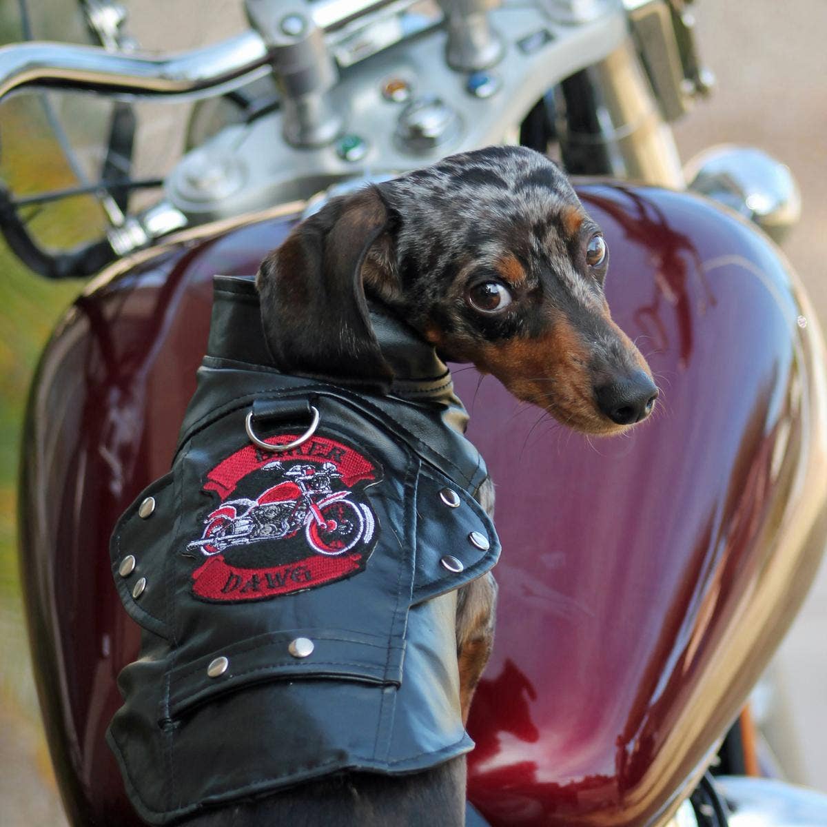 Doggie Design - Vendita all'ingrosso Giacca - Cani - Giacca per cani da motociclista Biker Dawg - nera2