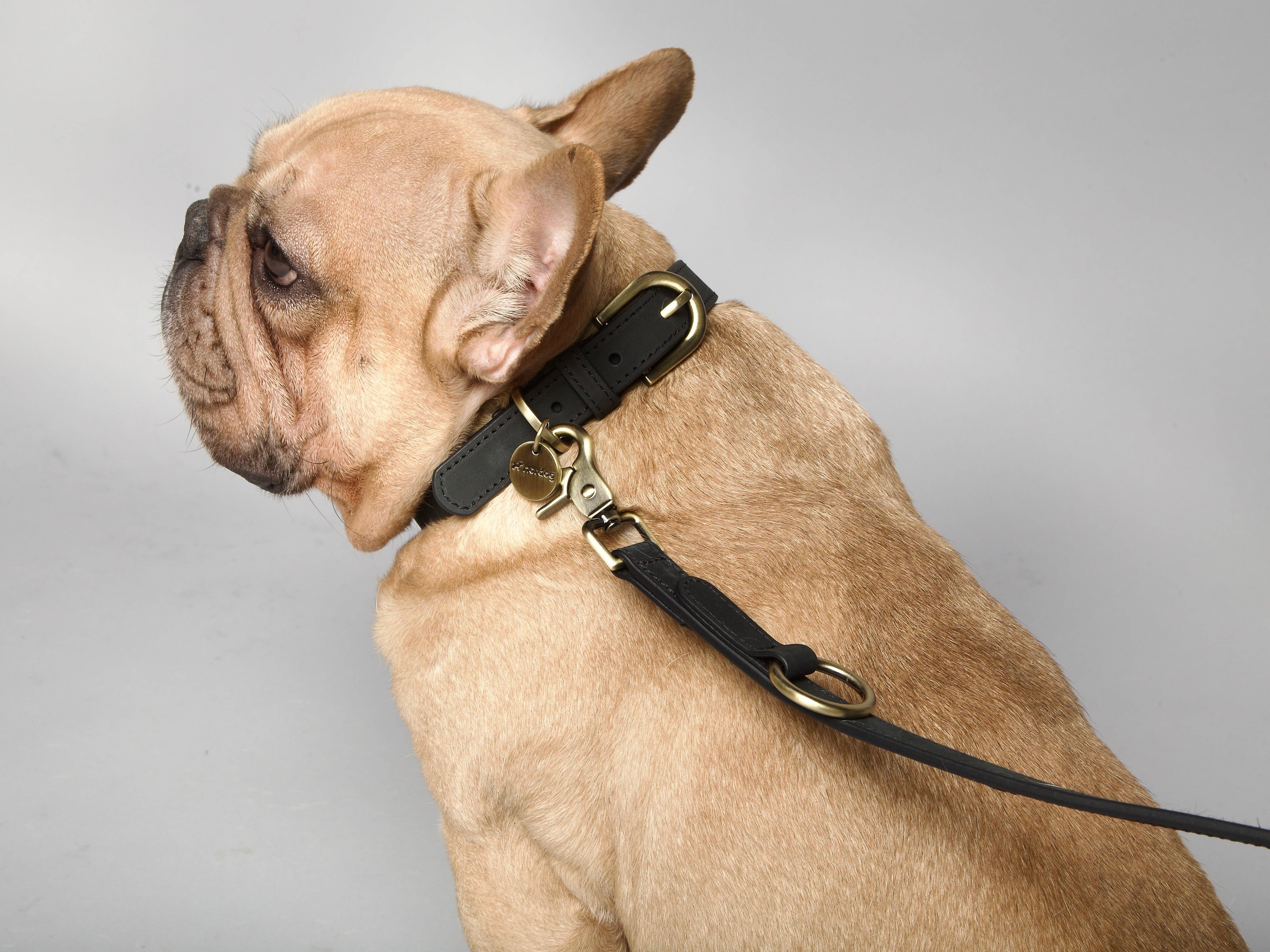 Nordog – Großhandel Haustierhalsband – Hund – Thomas Hundehalsband Coal aus italienischem Nubukleder6