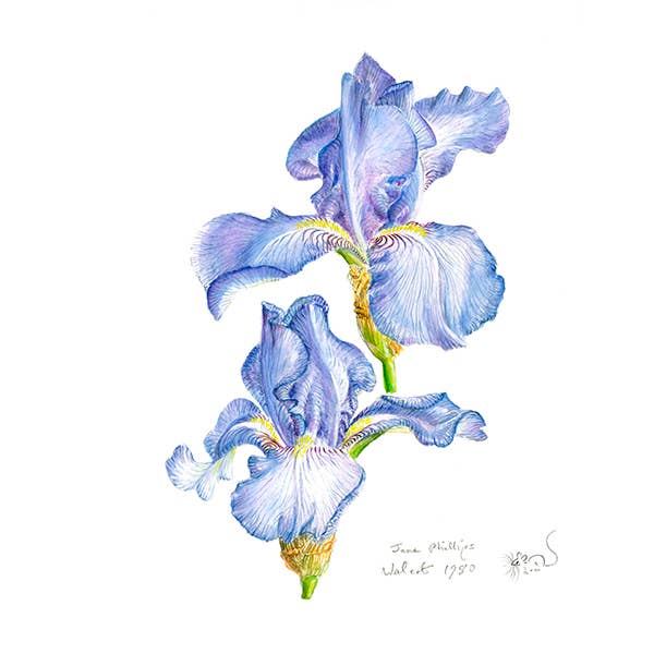 Tall bearded Iris Jane Philips Print for wholesale by Wildlife By Mouse
