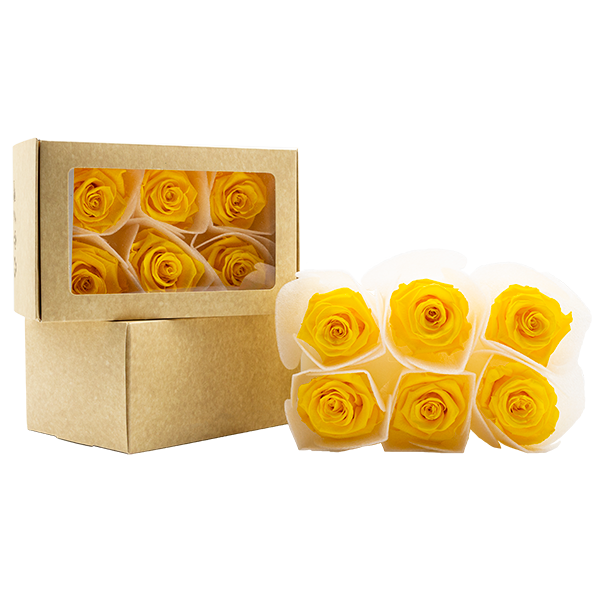 Concari.flores Preservadas - Wholesale Artificial Flowers - SPLENDID ROSE PRESERVED IN VARIOUS SHADES5