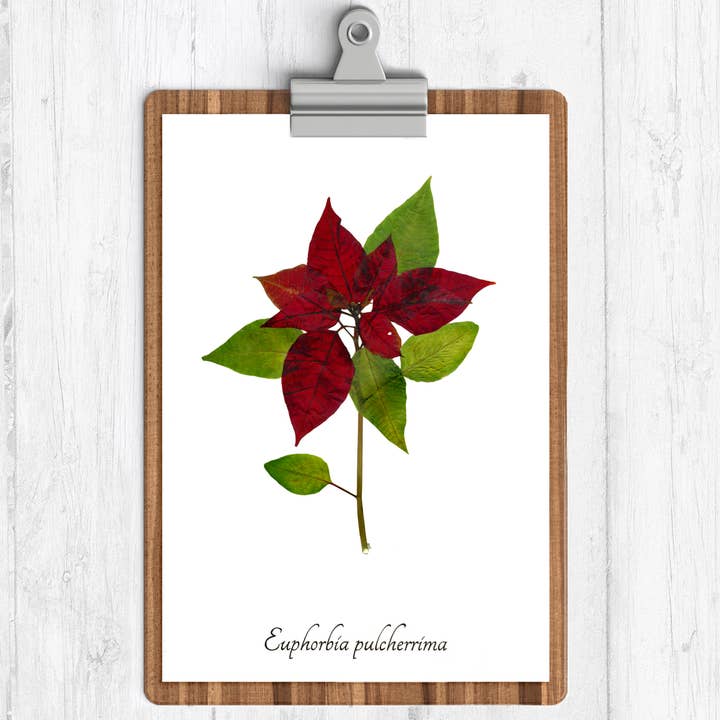Collection de Noël - Poinsettia Botanique Imprimé pour la vente par Ecobota