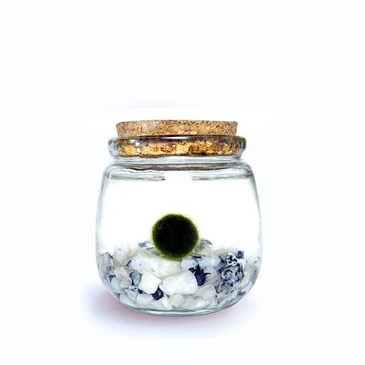 Moss Amigos | Moss Ball Terrariums - Wholesale Live Plant - Moonstone Chico