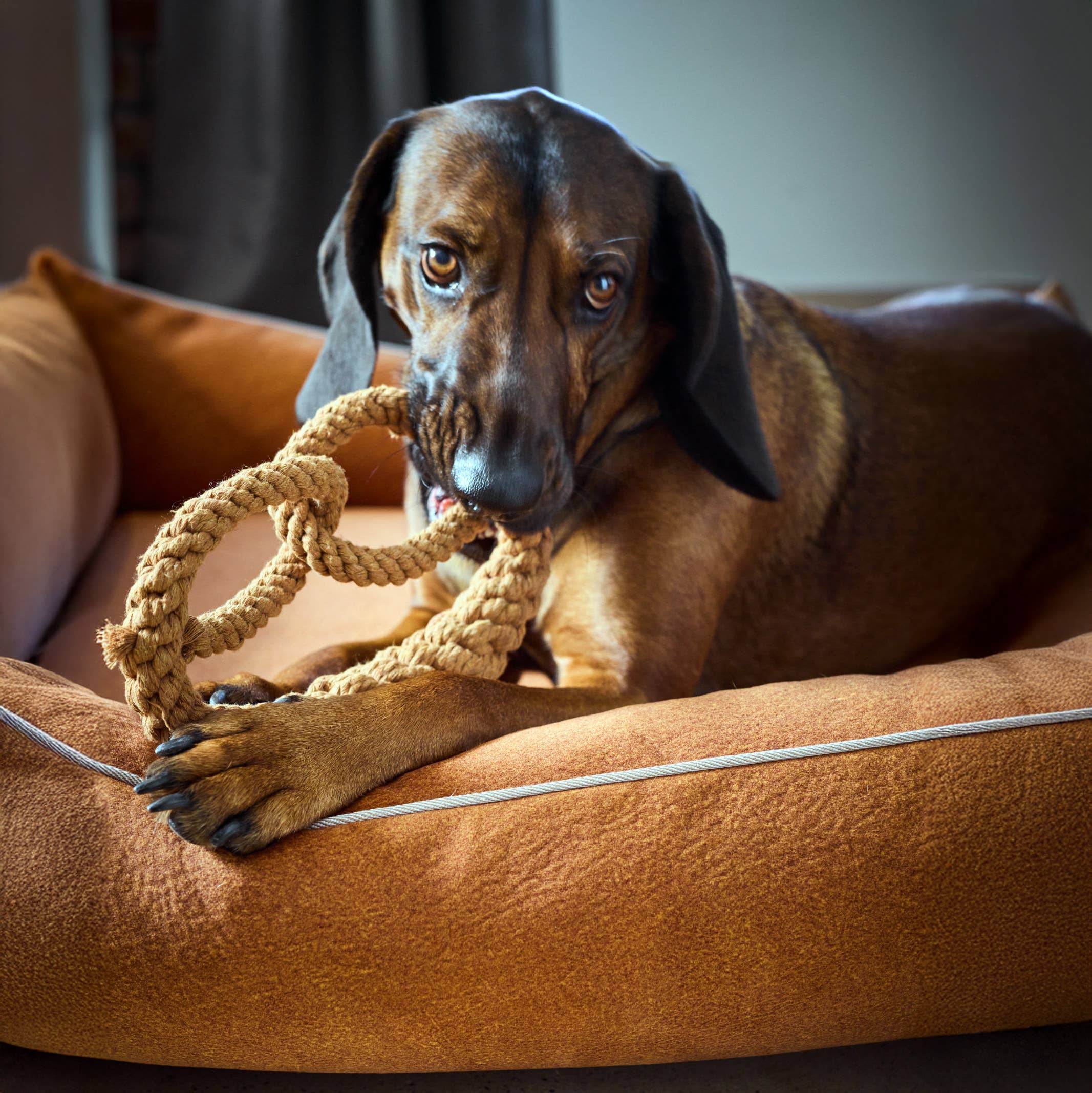 LABONI - Volentis GmbH - Wholesale Pet Rope Toy - Dog - BRITTA BREZEL – Iconic Shape, Smart Play7