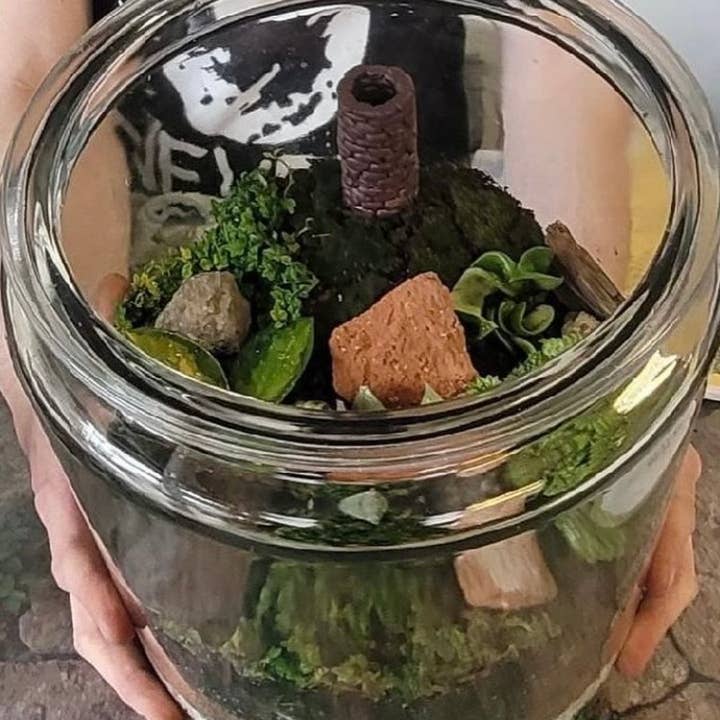 Plantosaurus Rex - Wholesale Terrarium - Large 2 Gallon Terrarium by MKS of Plantosaurus Rex Studios