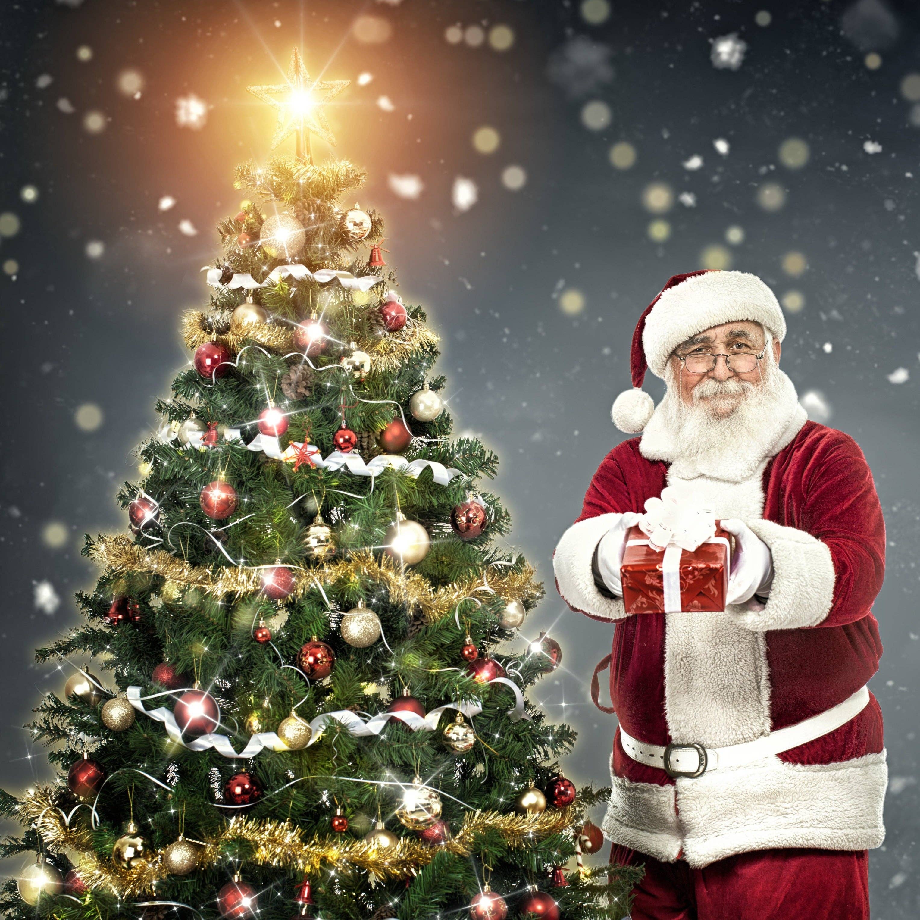 Lil Plot - Wholesale Christmas Decoration - Christmas Tree Growing Kit1