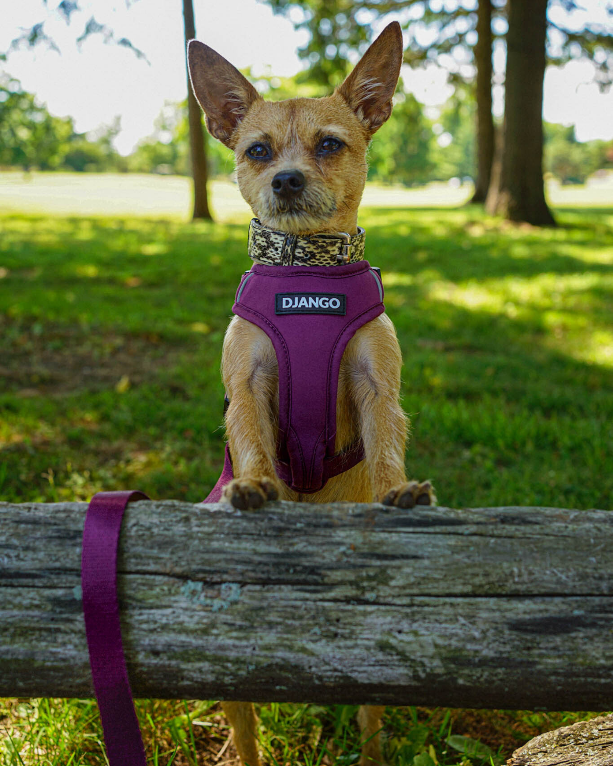 DJANGO - Wholesale Pet Harness - Dog - Adventure Dog Harness - Plum Purple3