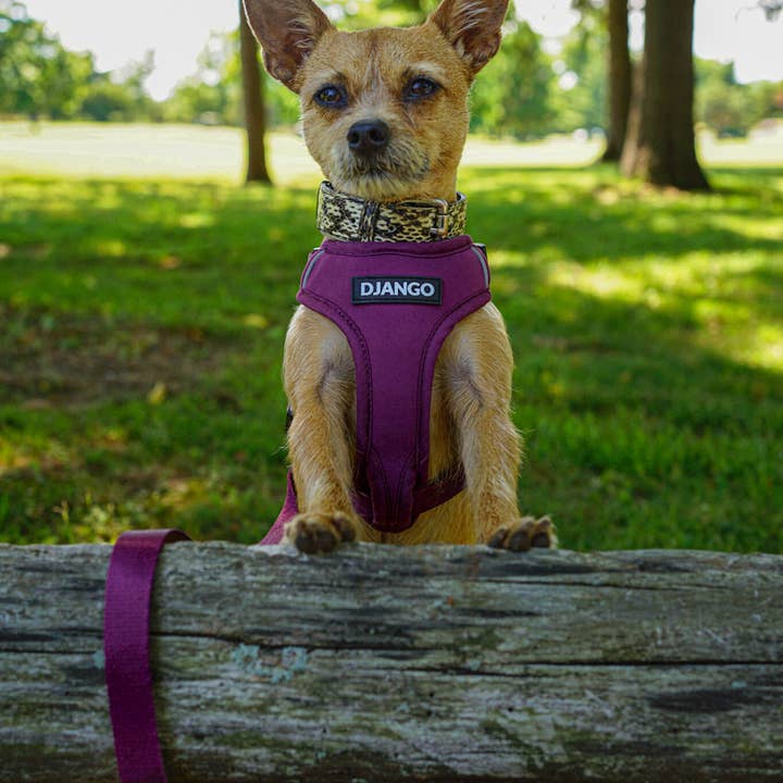 DJANGO - Wholesale Pet Harness - Dog - Adventure Dog Harness - Plum Purple3