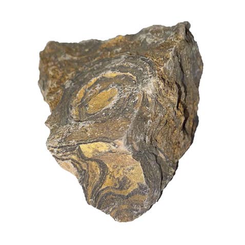 Piedra rugosa estromatolito para venta al por mayor de France Mineraux