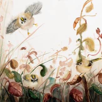 Gyllenkronad kungsfågel Början ~ "Sångfåglar & Vänner" ~ Giclée-tryck för wholesale av Holly Wach Art LLC