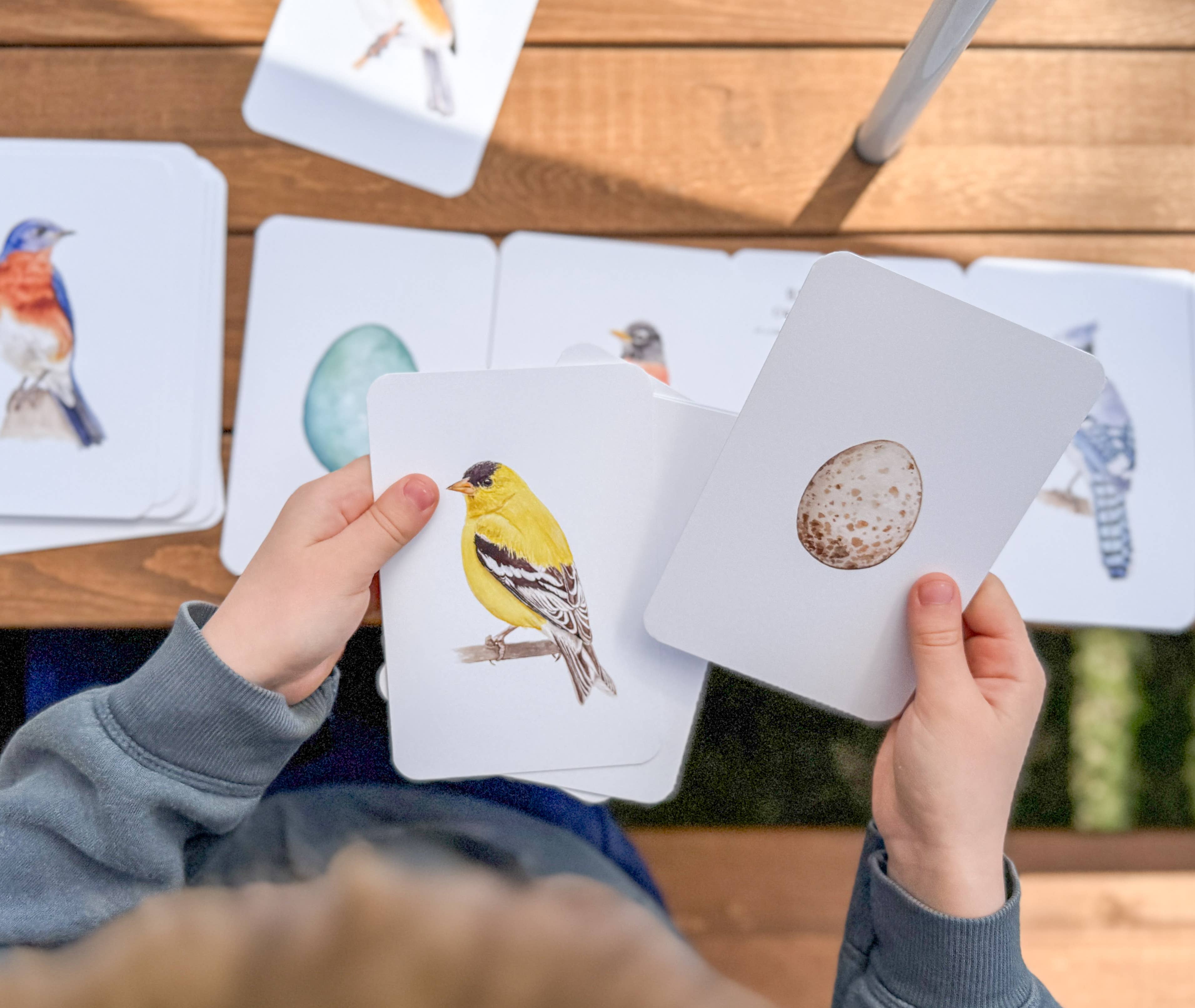 Feed & Dwell - Wholesale Learning Cards - Kids & Baby - North American Backyard Bird and Egg Learning Cards1