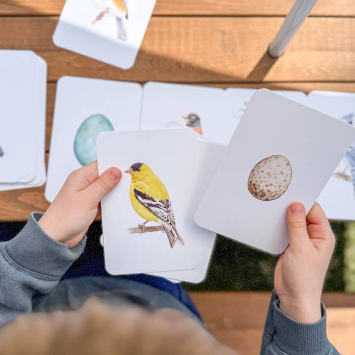 Feed & Dwell - Wholesale Learning Cards - Kids & Baby - North American Backyard Bird and Egg Learning Cards1
