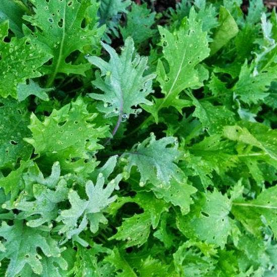 Sow True Seed - Wholesale Plant Seeds - Mixed Greens Seeds - Spicy Mesclun Mix2