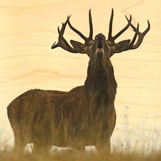 Tarjeta postal Wood Deer Brame para venta al por mayor de Hironwoods