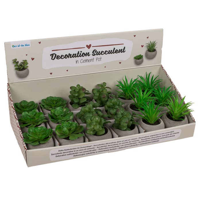 Out of the blue KG - Wholesale Succulent - Deco succulent in cement pot,2