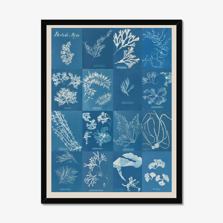 Roomytown Inc - Wholesale Art Print - British Algae Cyanotype Impressions Fine Art Print3