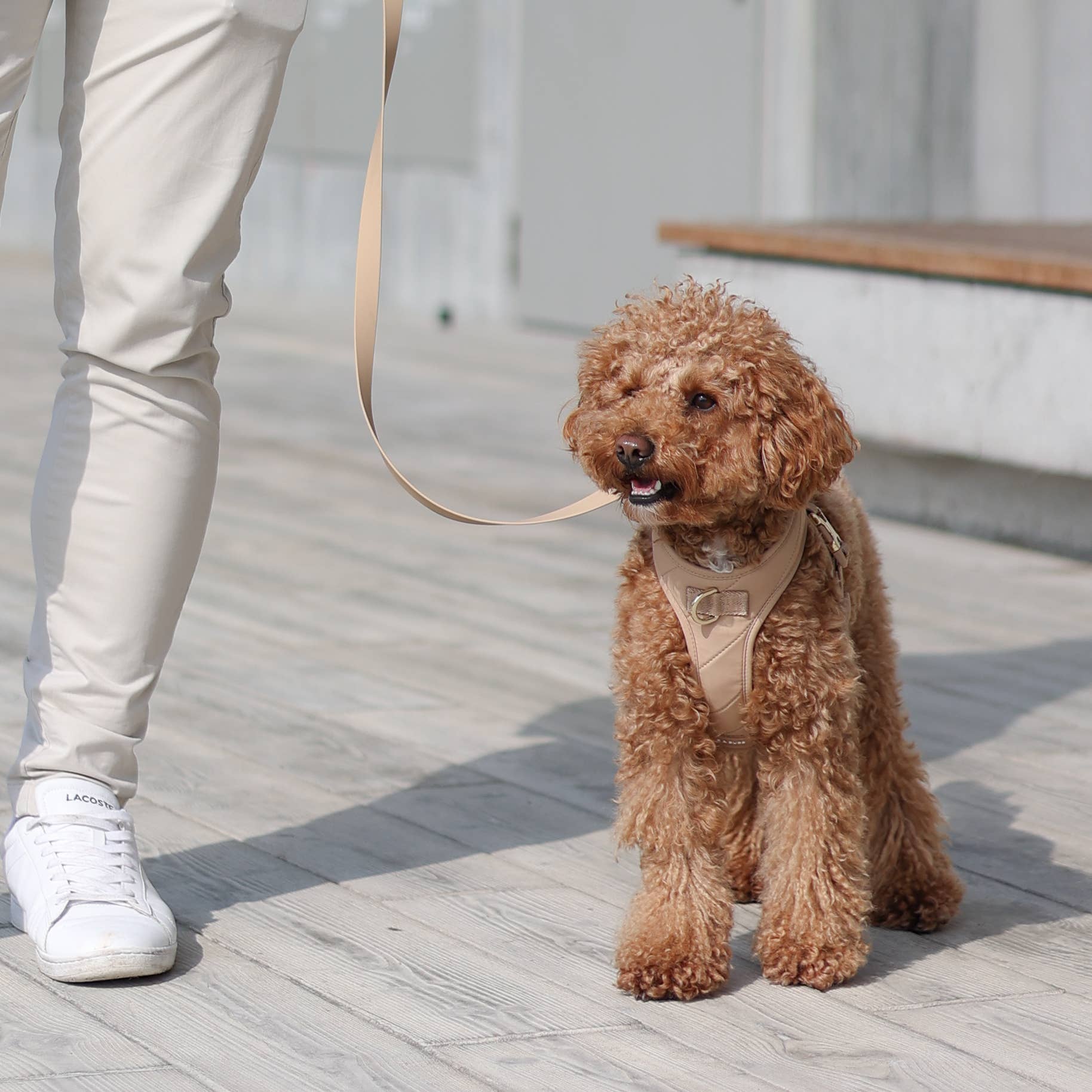 Pups & Bubs - Wholesale Pet Harness - Dog - Roam Luxe Harness (Desert) | Dog Walking Gear | Dog Harness4