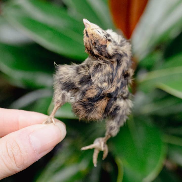 Love Liparu - Wholesale Pet Treats - Dog - QUAIL HATCHLING | Freeze-Dried Dog + Cat Treat0