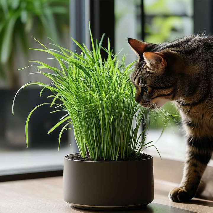 Oasis of Life - Wholesale Live plant - Cat Grass – 4 Cyperus Alternifolius Plants – Cat Grass for Cats – Non-toxic & Healthy – Digestive Aid, Fast-growing & Decorative – For Home & Balcony – Height 30–40cm – Ø12cm7