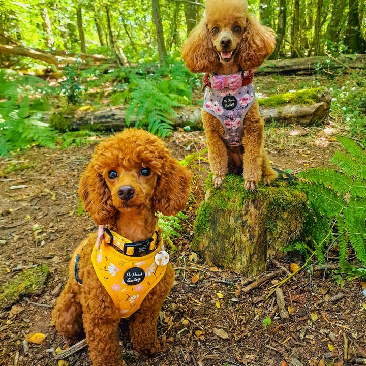 Pet Pooch Boutique - Vente Harnais – chien - Harnais pour chien Sunshine Daisy avec accessoire fleur optionnel3