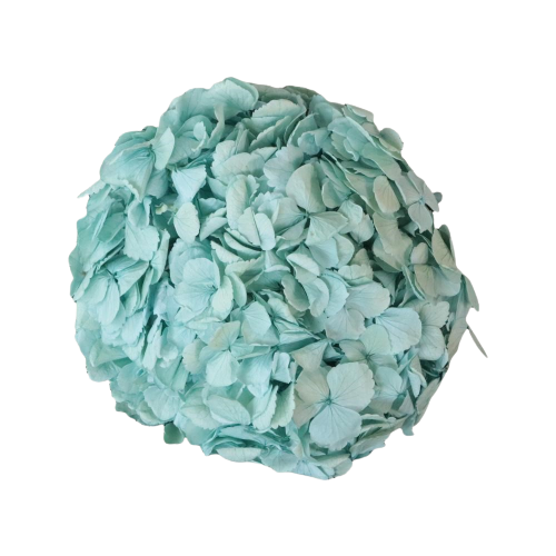 Concari.flores Preservadas - Wholesale Artificial Flowers - PRESERVED HYDRANGEA FLOWER6