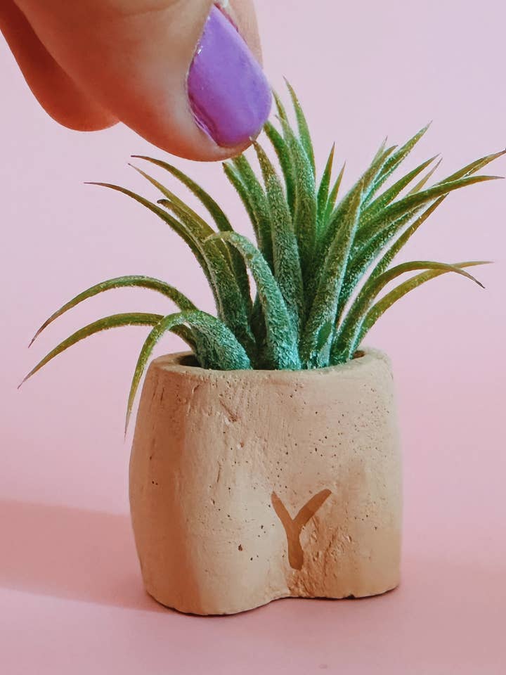 In the Nude Mini Planter with Air Plant for wholesale by O'Berry's Succulents