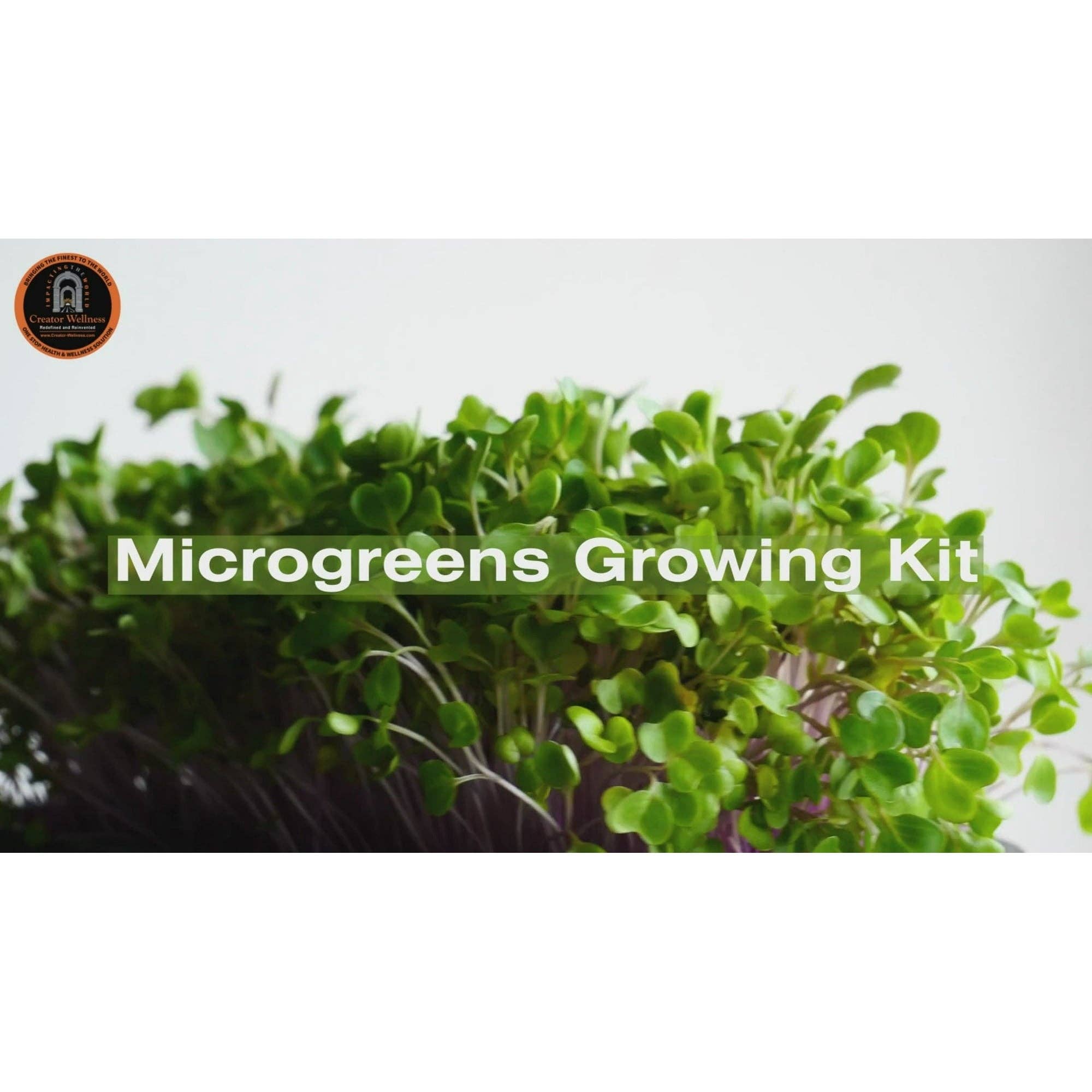 Creator Wellness - Wholesale Plant Seeds - Salad Mix Microgreens Growing Kit by Creator Wellness, Perfect for Salads10