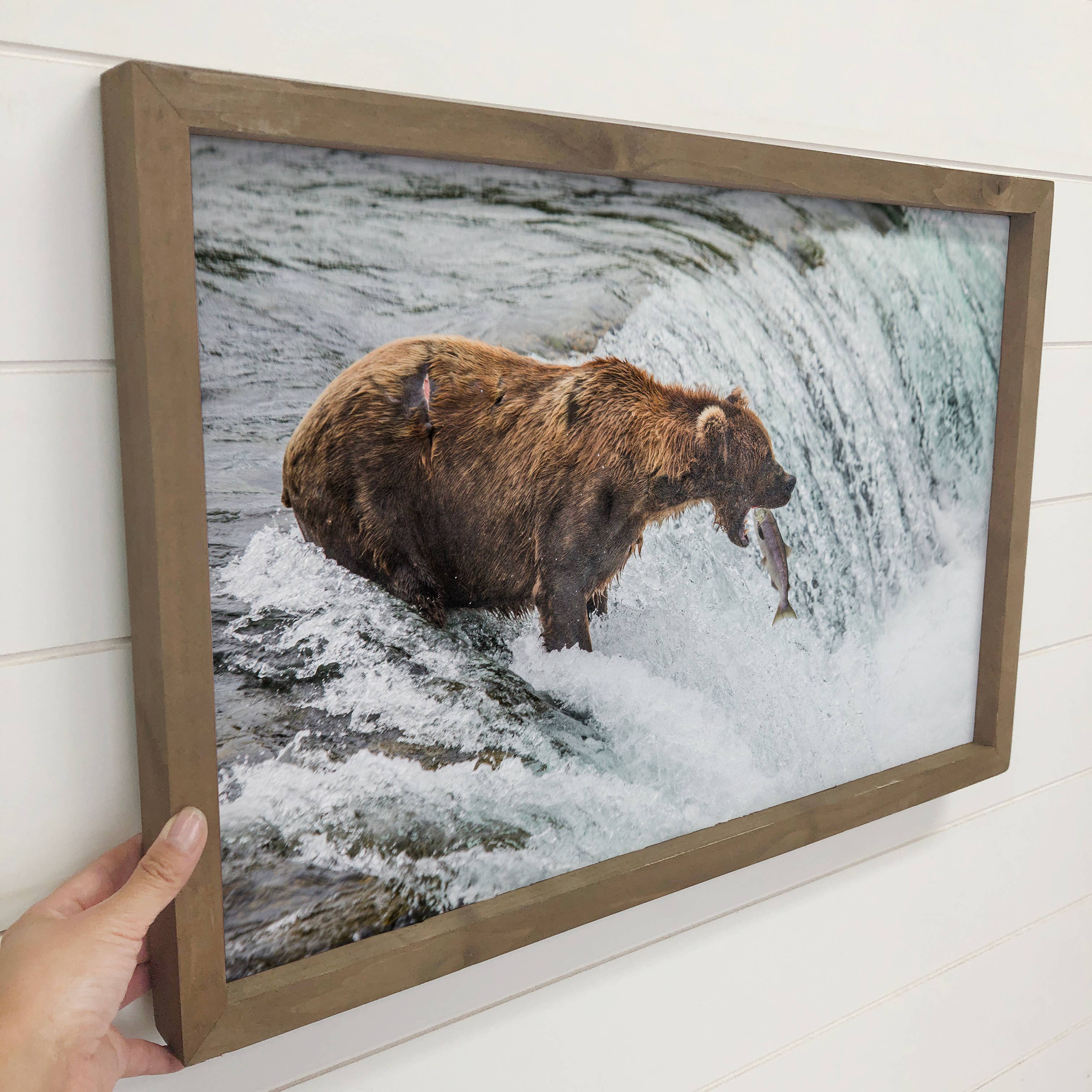 Hangout Home - Wholesale Art Print - Bear Catching Salmon - Wildlife Photography - Wood Framed1