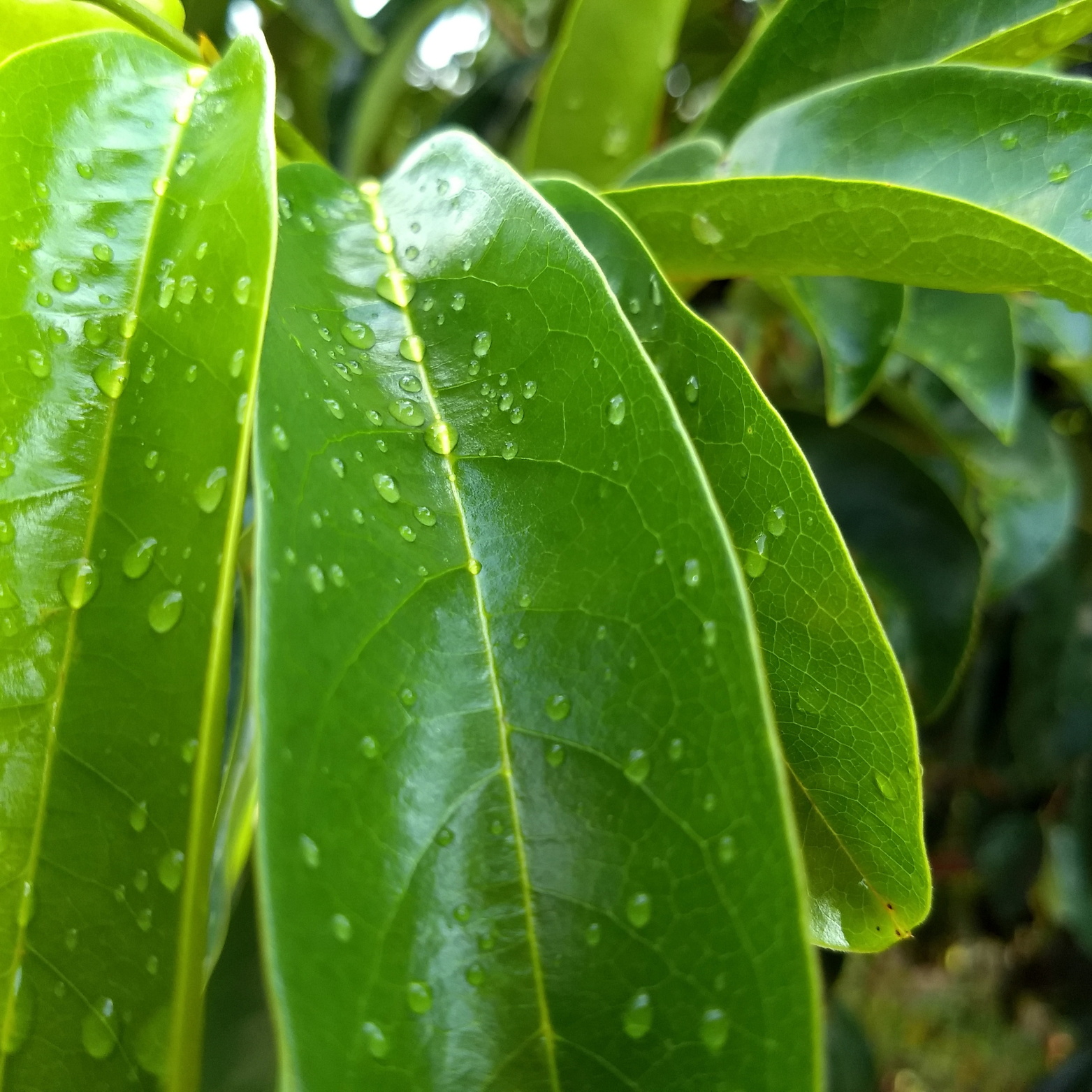 Witchy Pooh's Exotic Teas & Herbs – Chá solto por atacado – Chá de folha inteira de graviola Witchy Pooh's - sem cafeína7