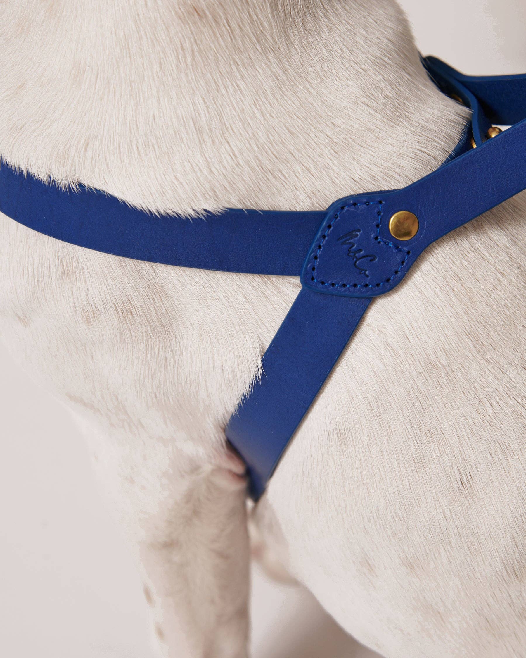 Muso & Co – Großhandel Haustiergeschirr – Hund – Klassisches Geschirr aus pflanzlich gegerbtem Leder3