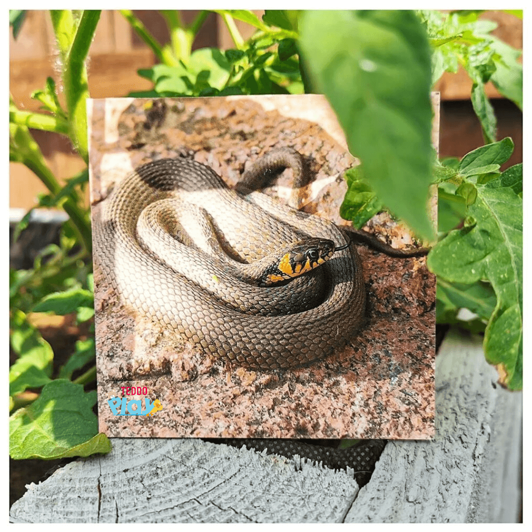 Teddo Play – Großhandel Lernkarten – Kind & Baby – Animal Sounds & Noises Pädagogische Geschenke für Kinder +Werbegeschenke6