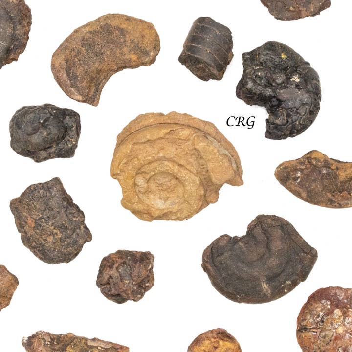 Crystal River Gems LLC - Wholesale Spiritual Stone/Crystal - 1 LB. LOT - Rough Ammonite Fossils / 1" AVG