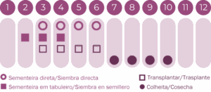 Geocakes - Wholesale Plant Seeds - Single petal Queen Daisy seeds - Organic3