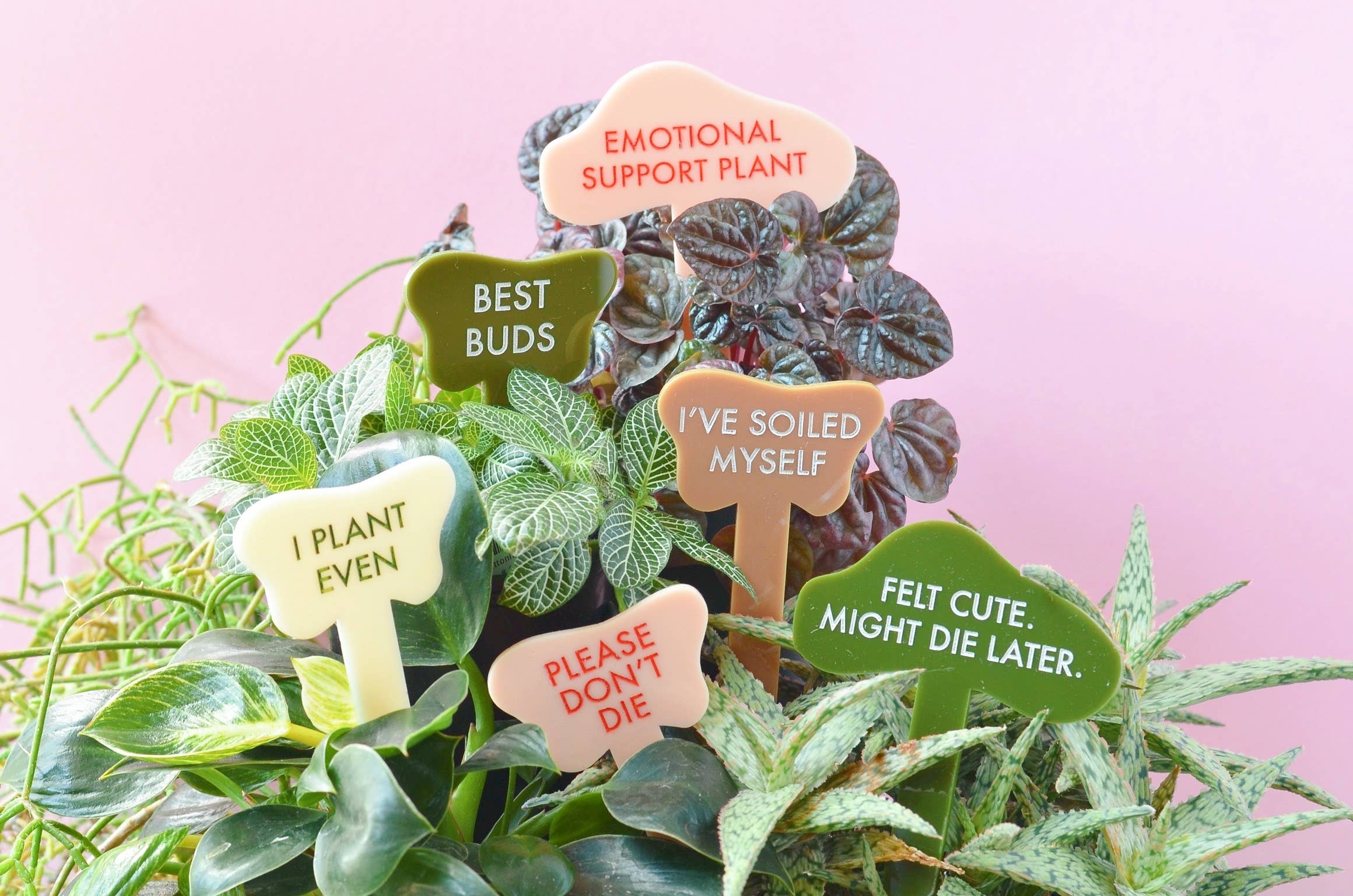 Tuff Girl Gang - Wholesale Plant Pot - PLEASE DON'T DIE Plant Stake4