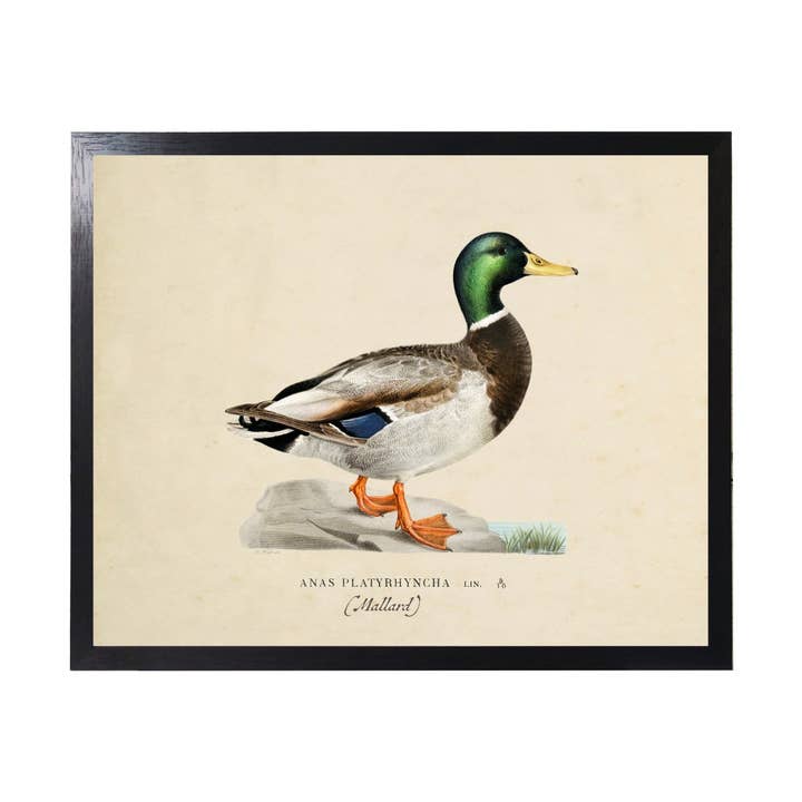 Antique Curiosities Inc - Wholesale Art Print - Vintage Bookplate Male Mallard